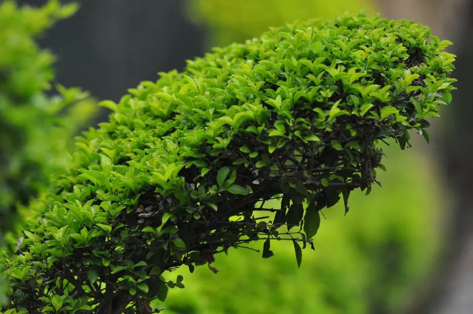 Greens & Outdoors at SUNTECK MIRA ROAD MUMBAI, Mumbai