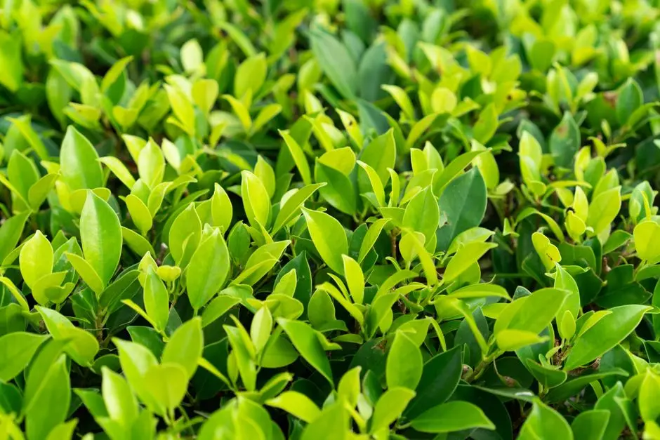 Greens & Outdoors at SUNTECK BORIVALI WEST LUXURY, Mumbai