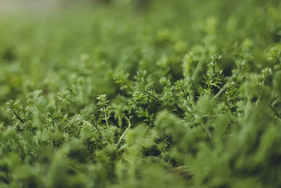 Greens & Outdoors at SUNTECK BELVEDERE PARK, Kashimira, Mumbai